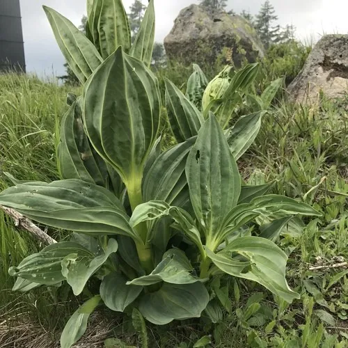 philodendron vittarifolium Anthurium vittarifolium
