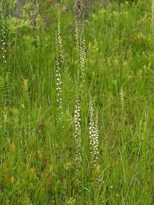 Aletris obovata - PictureThis