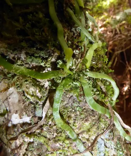 Taeniophyllum fasciola