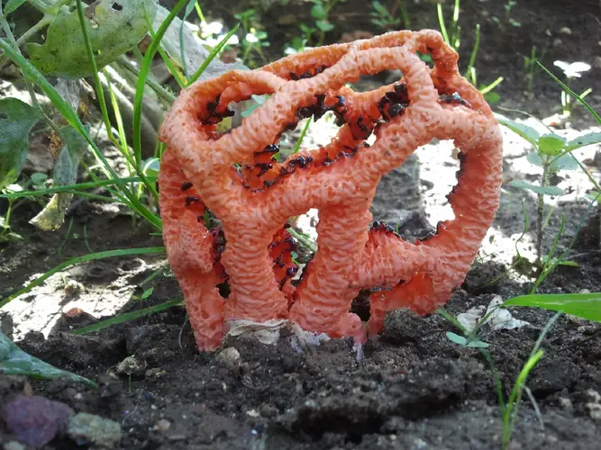 붉은바구니버섯