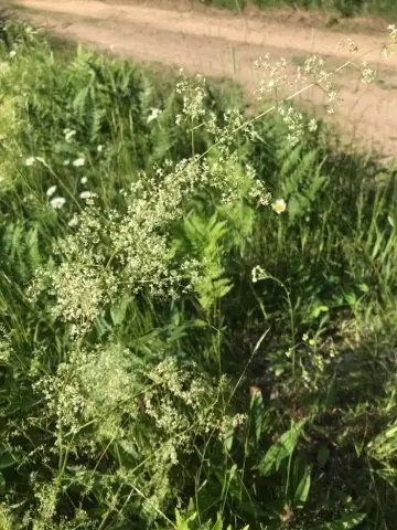 Pigamo erba-scopaia