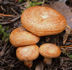 アカハツタケ(赤初茸)の育て方・栽培方法