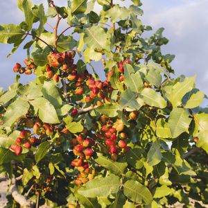 ピスタチオ苗木 楽天市場】【送料無料】ピスタチオ 植木苗 15cmポット1個 ピスタチオ