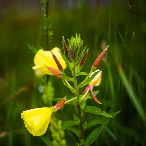 Large-flower evening-primrose