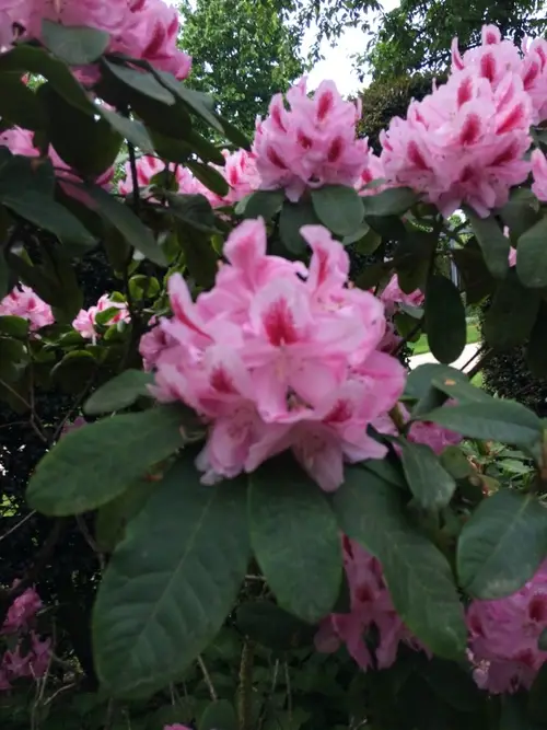 Rhododendron 'Lady Eleanor Cathcart'