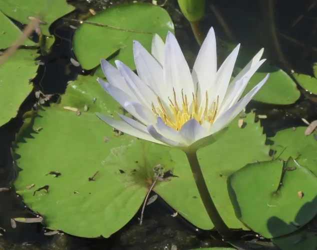 ニンファエア・エレガンス (Nymphaea elegans) - PictureThis