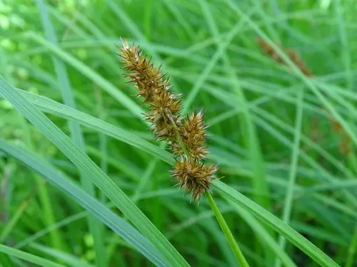 Carex spongieux