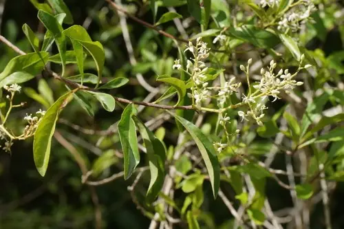Bursaria tenuifolia