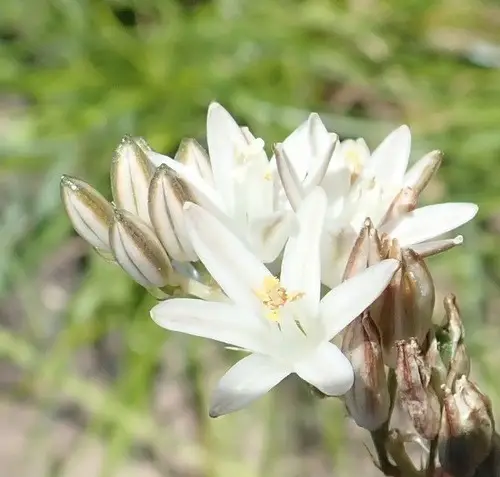 Ornithogalum graminifolium