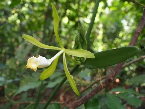 Vanilla phaeantha