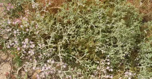 Mesembryanthemum articulatum