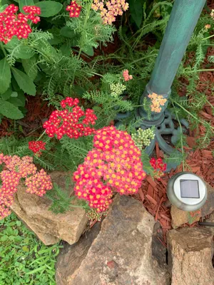 How to Grow and Care for Common yarrow 'Paprika'
