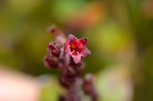 Archeria racemosa
