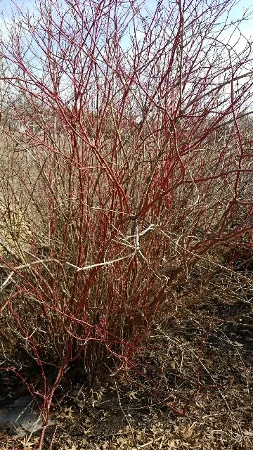 アカクキミズキ（赤茎水木）の判定方法 (Cornus sericea)