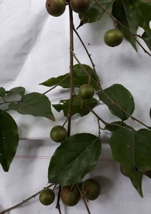 Seriales Tree Indian coffee plum - Flacourtia jangomas (Care, Characteristics, Flower ...