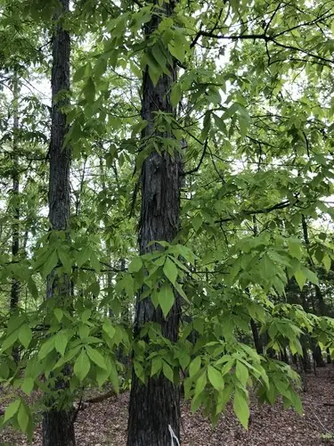 Carolina shagbark hickory