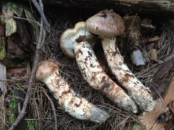Maitake - Grifola frondosa (Taxonomia, Características