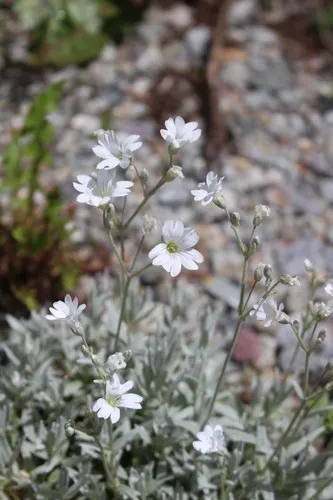100 + Neve In Estate Cerastium / Semi Di Fiori. - Italia - Foto 2