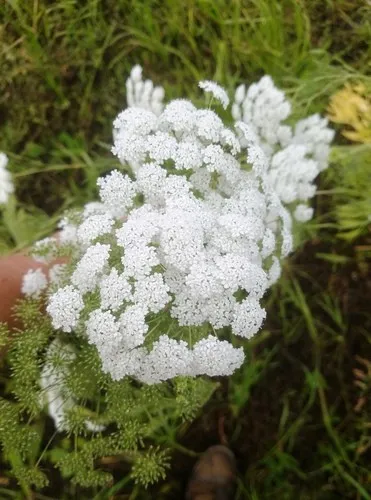 Large bullwort - Ammi majus (Care, Characteristics, Flower, Images, Toxic)