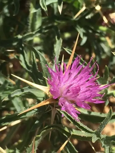 Red star-thistle