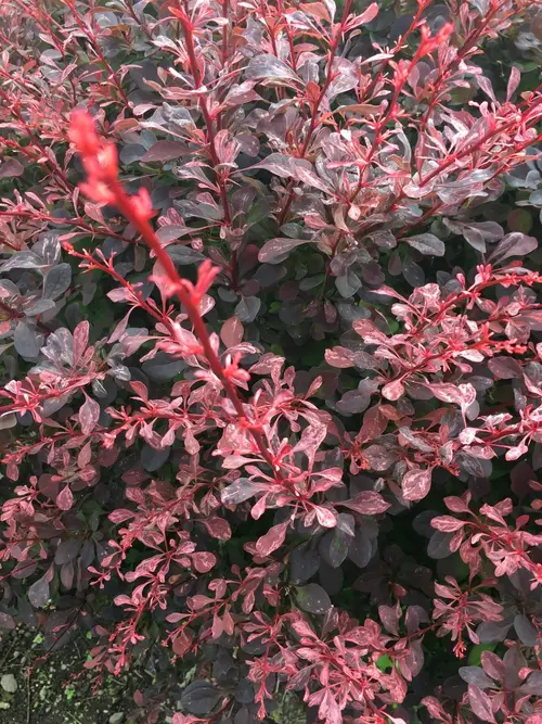 Japanese barberry 'Rosy Rocket'