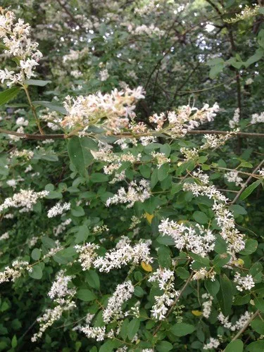 Chinesischer Liguster - Ligustrum sinense (Pflege, Merkmale, Blume, Bilder,  Giftig)