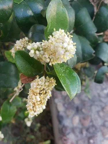 ligustrum variegata Ligustrum sin. Variegated Privet
