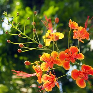 オウコチョウ（黄紅蝶）の育て方・栽培方法