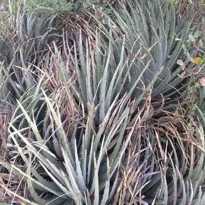 ヘクチア Hechtia glabra from JM Hechtia (Hechtia) - FSUS