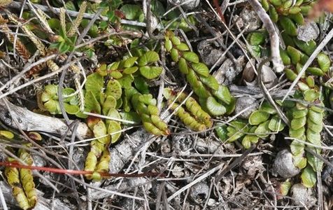 Screw fern (Lindsaea linearis) - PictureThis
