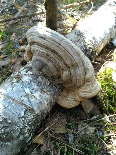 コフキサルノコシカケ（粉吹猿腰掛） (Ganoderma applanatum