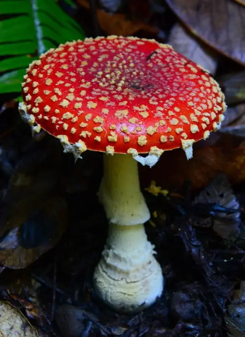Cogumelo-vermelho-de-pintas-brancas