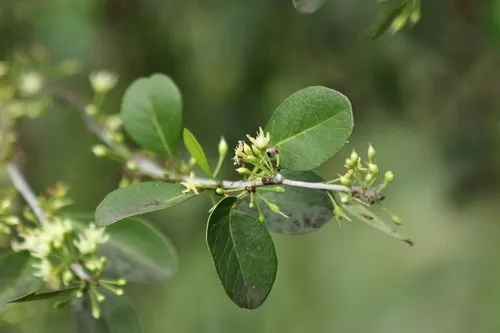 Bully trees (Sideroxylon) - PictureThis