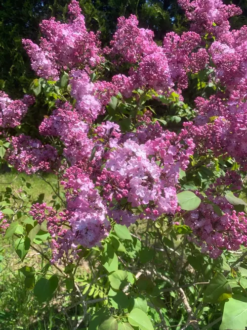 Lilacs 'Maiden's Blush'