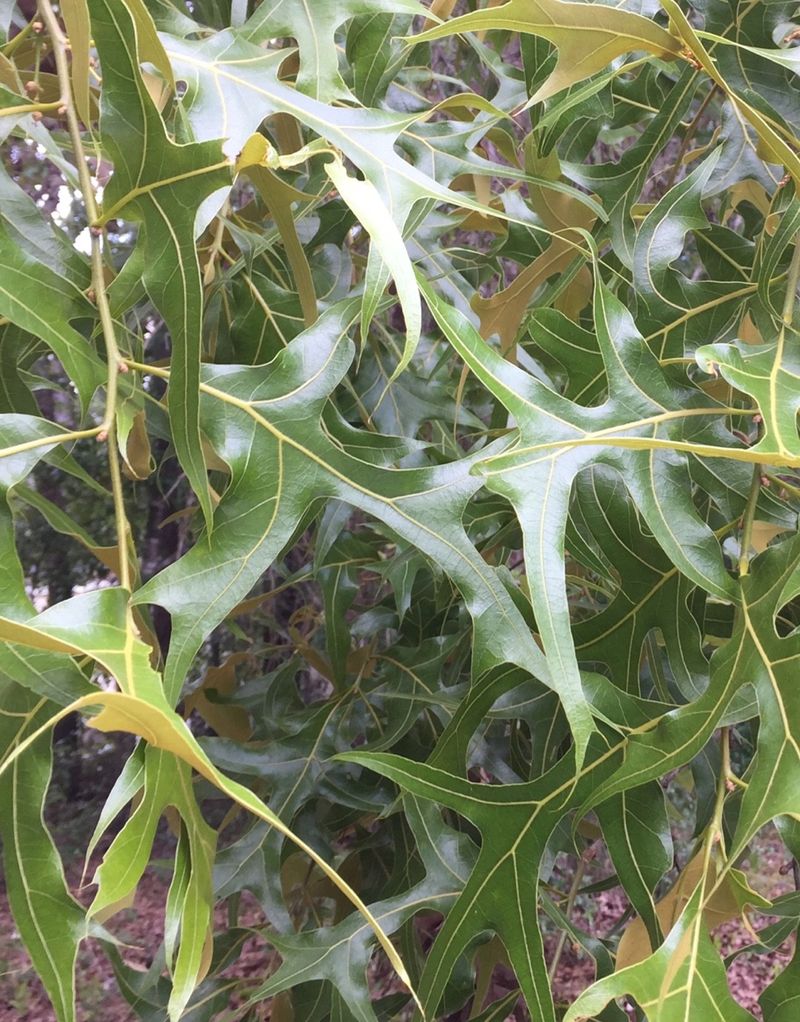 How Can Turkey oak Enhance Your Landscape Design?