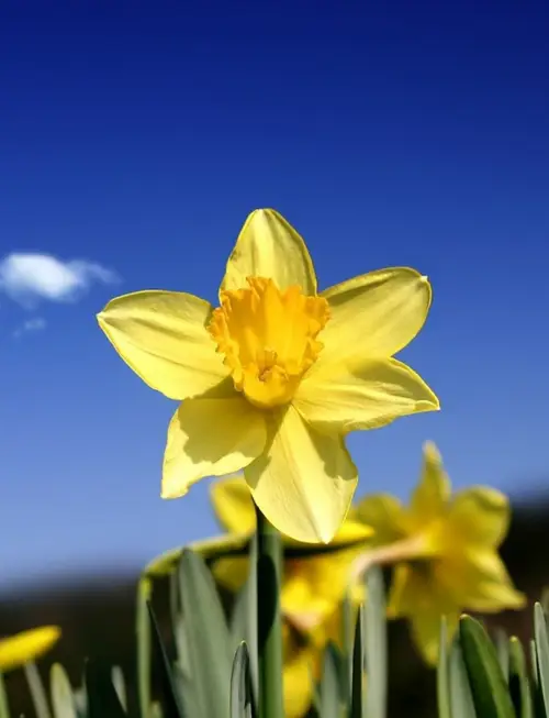 Daffodils 'Armada'