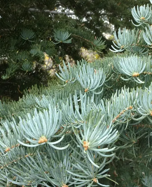 White fir 'Hosta la Vista'