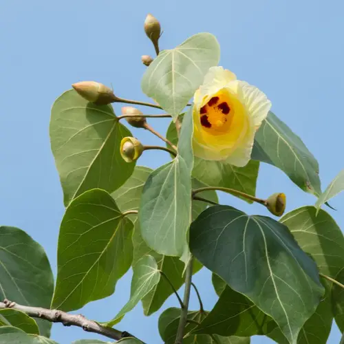 How to Plant and Grow Portia Tree(Thespesia populnea)