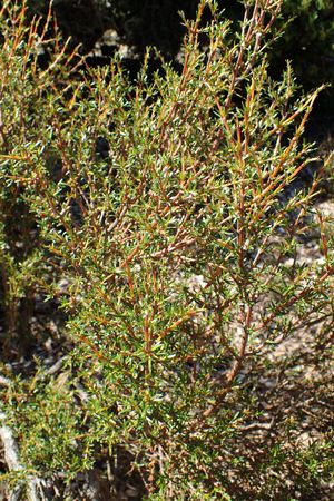 Needle-leaved mountain coprosma (Coprosma rugosa) - PictureThis