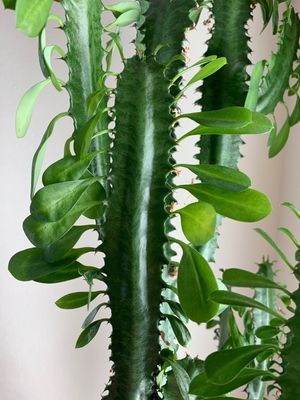 Euphorbia royleana - PictureThis