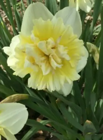 Tulips 'Verona'