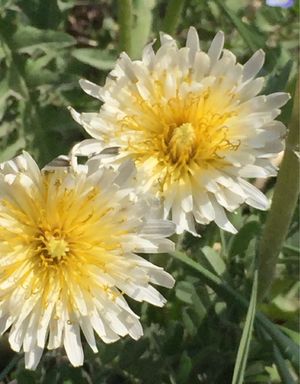 ケイリンシロタンポポ (Taraxacum coreanum) - PictureThis
