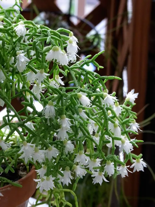 アオヤギ（青柳） (Rhipsalis cereuscula) - PictureThis