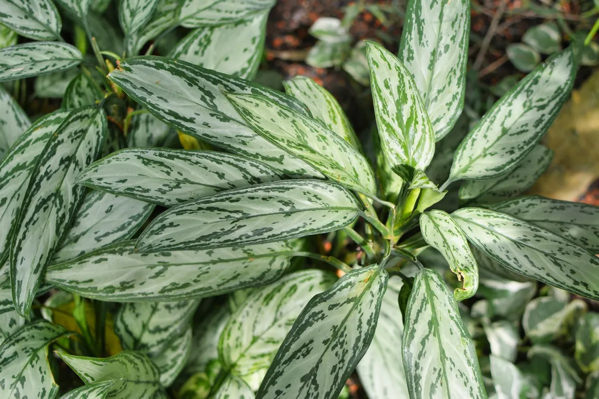 full grown money tree plant Money Tree main image 1
