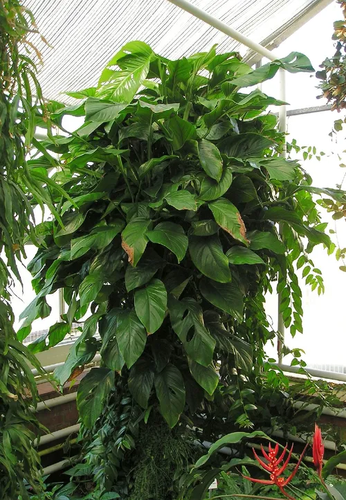 philodendron hederaceum gabby Philodendron hederaceum 'Gabby' main image 1