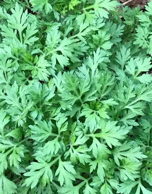 ヨモギ (Artemisia indica) - PictureThis