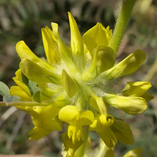 Astragalus alopecuroides
