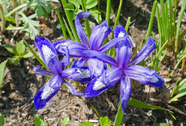 Species iris