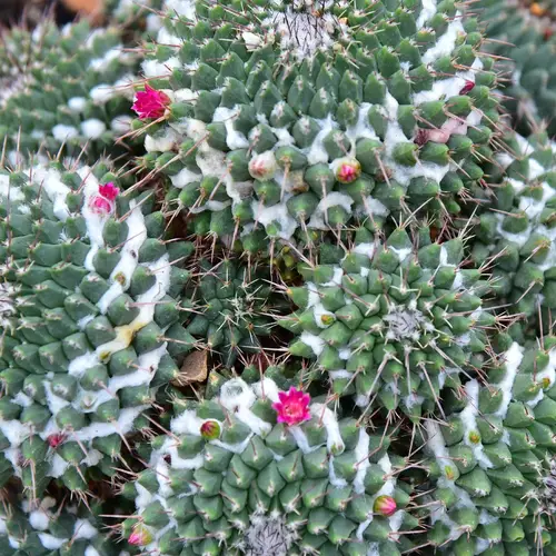 Kaktus ibu beratus-ratus