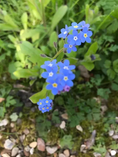 Wood forget-me-not 'Blue Ball'